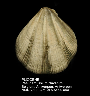 PLIOCENE Pseudamussium clavatum.jpg - PLIOCENE Pseudamussium clavatum (Poli,1795)